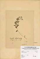 瓜子金藏品圖，第2張